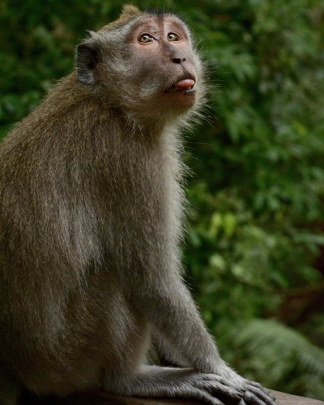 Ubud rice terraces, Bali