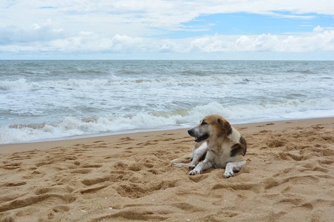 Dog at the beach, Auroville, Pondicherry
