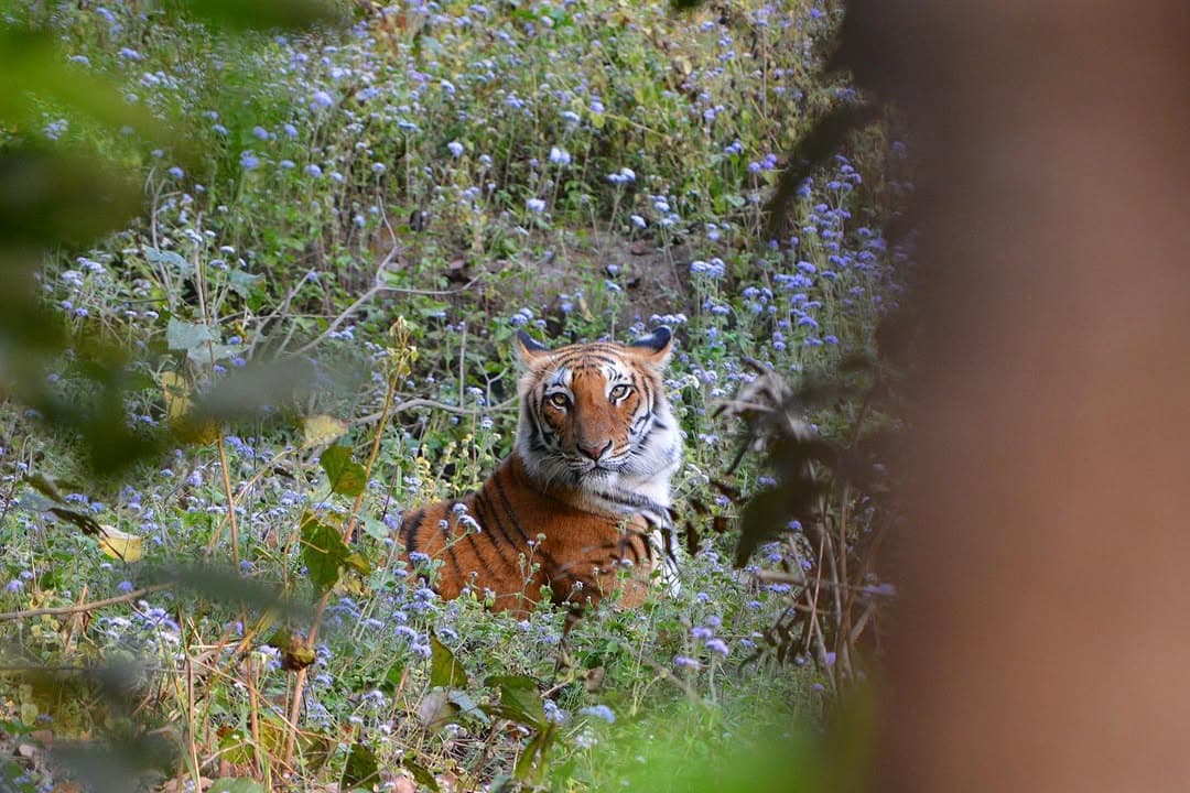 Wildlife at Dhikala, Corbett National Park